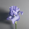 Iris Debonair 100ml