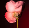 Tabac Rose Edp 100ml