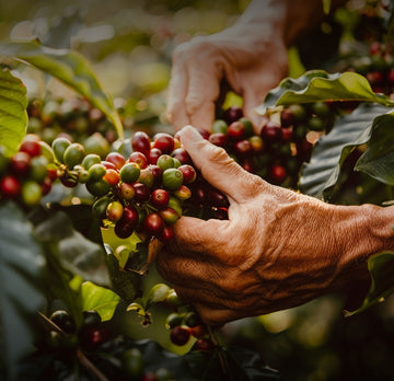“Grands Crus” Sourcing