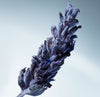 Metal Lavender 100ml Edp