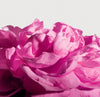 Radical Rose Extrait 100Ml
